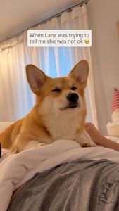 Instagram post by @lacorgi