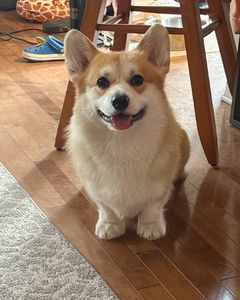 Instagram post by @lacorgi