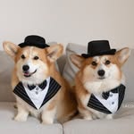 @lacorgi Instagram Profile