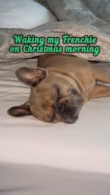 Instagram post by @frenchie_louieclark