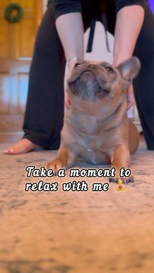 Instagram post by @frenchie_louieclark