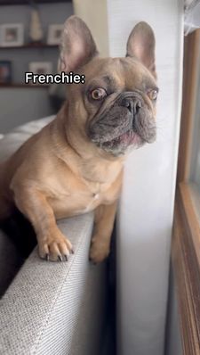 Instagram post by @frenchie_louieclark