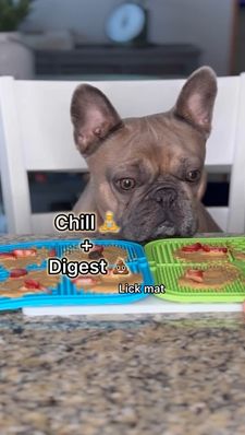 Instagram post by @frenchie_louieclark