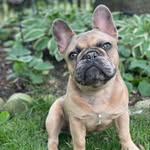 @frenchie_louieclark Instagram Profile