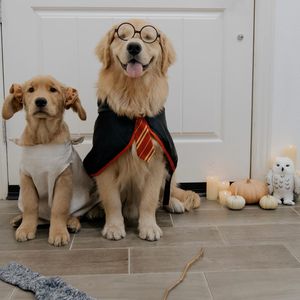 Instagram post by @beaux.and.oatie