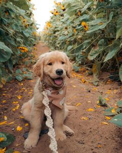 Instagram post by @beaux.and.oatie