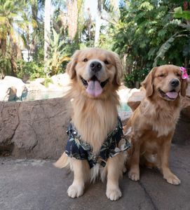 Instagram post by @beaux.and.oatie