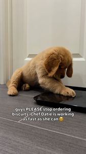 Instagram post by @beaux.and.oatie