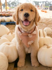 Instagram post by @beaux.and.oatie