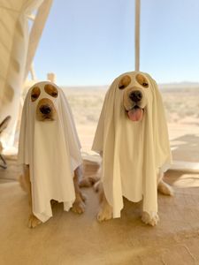 Instagram post by @beaux.and.oatie