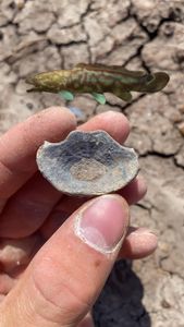 Instagram post by @jcookepaleo