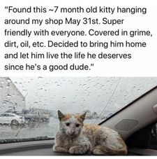 Instagram post by @catcurio