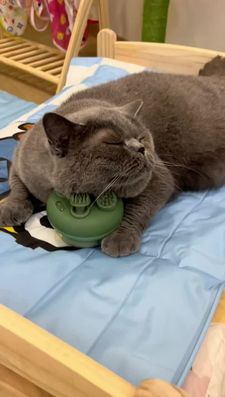 Instagram post by @catcurio