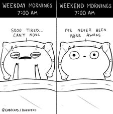 Instagram post by @catcurio