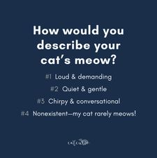 Instagram post by @catcurio