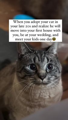 Instagram post by @catcurio