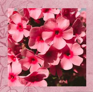 Instagram post by @chanhealingwithnature