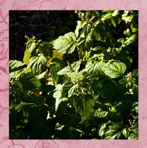 Instagram post by @chanhealingwithnature