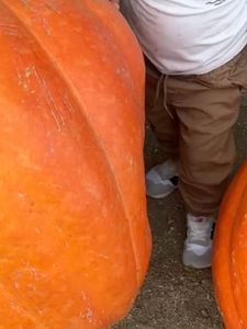 Instagram post by @bkoof