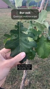 Instagram post by @andrew_the_arborist