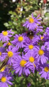 Instagram post by @andrew_the_arborist