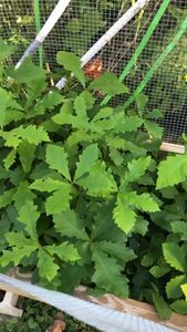 Instagram post by @andrew_the_arborist