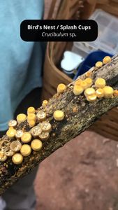 Instagram post by @andrew_the_arborist