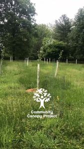 Instagram post by @andrew_the_arborist