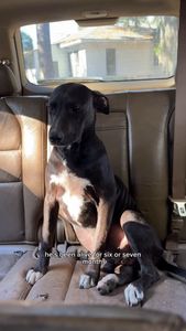 Instagram post by @mythologicaldogs