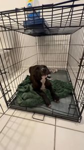 Instagram post by @mythologicaldogs