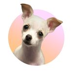 @willow.the.adventurer Instagram Profile