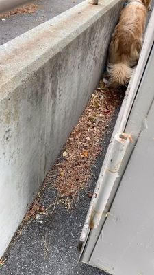 Instagram post by @porkchop_thegolden