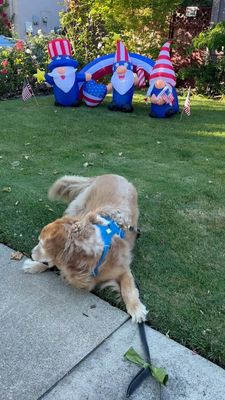 Instagram post by @porkchop_thegolden