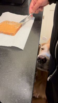 Instagram post by @porkchop_thegolden