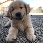 @porkchop_thegolden Instagram Profile