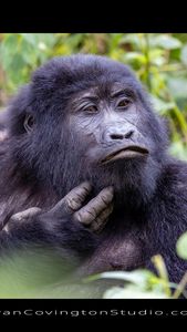 Instagram post by @ryan_covington_photography