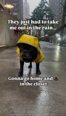 Instagram post by @reggie_my_wedgie