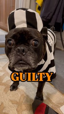 Instagram post by @reggie_my_wedgie