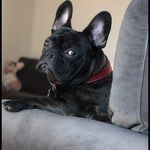 @reggie_my_wedgie Instagram Profile