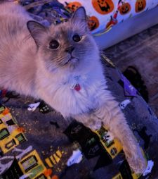 Instagram post by @chaigirlcat