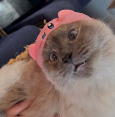 Instagram post by @chaigirlcat