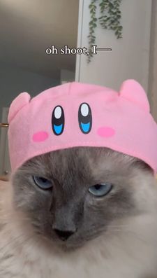 Instagram post by @chaigirlcat