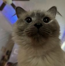 Instagram post by @chaigirlcat