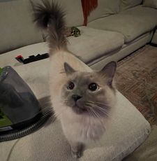 Instagram post by @chaigirlcat