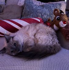 Instagram post by @chaigirlcat