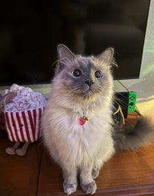 Instagram post by @chaigirlcat