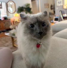 Instagram post by @chaigirlcat