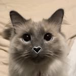 @chaigirlcat Instagram Profile