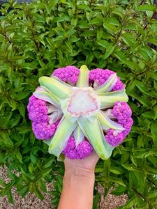 Instagram post by @inmyhomeandgarden