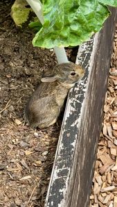 Instagram post by @inmyhomeandgarden